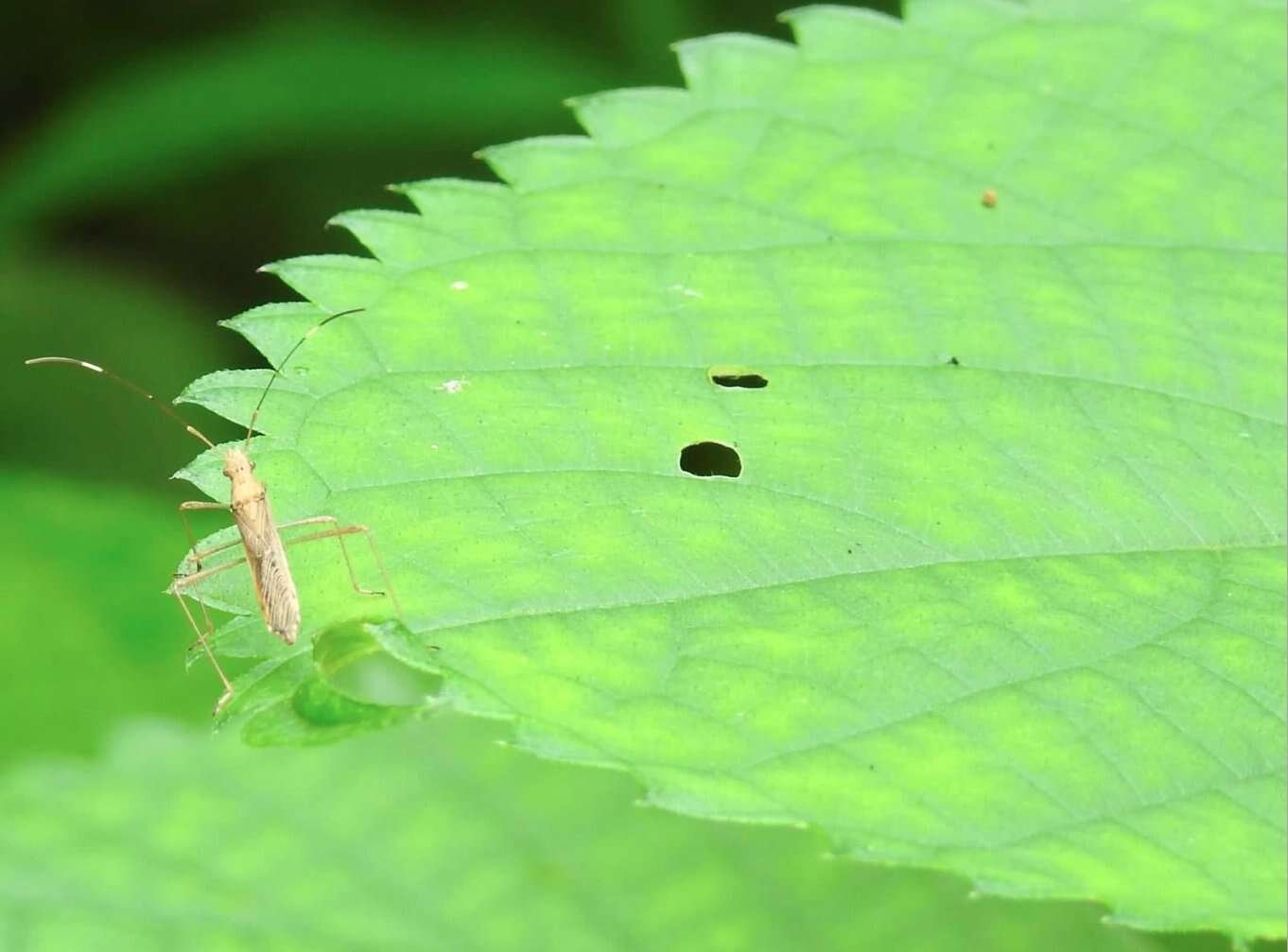 Image of Paraplesius vulgaris (Hsiao 1964)