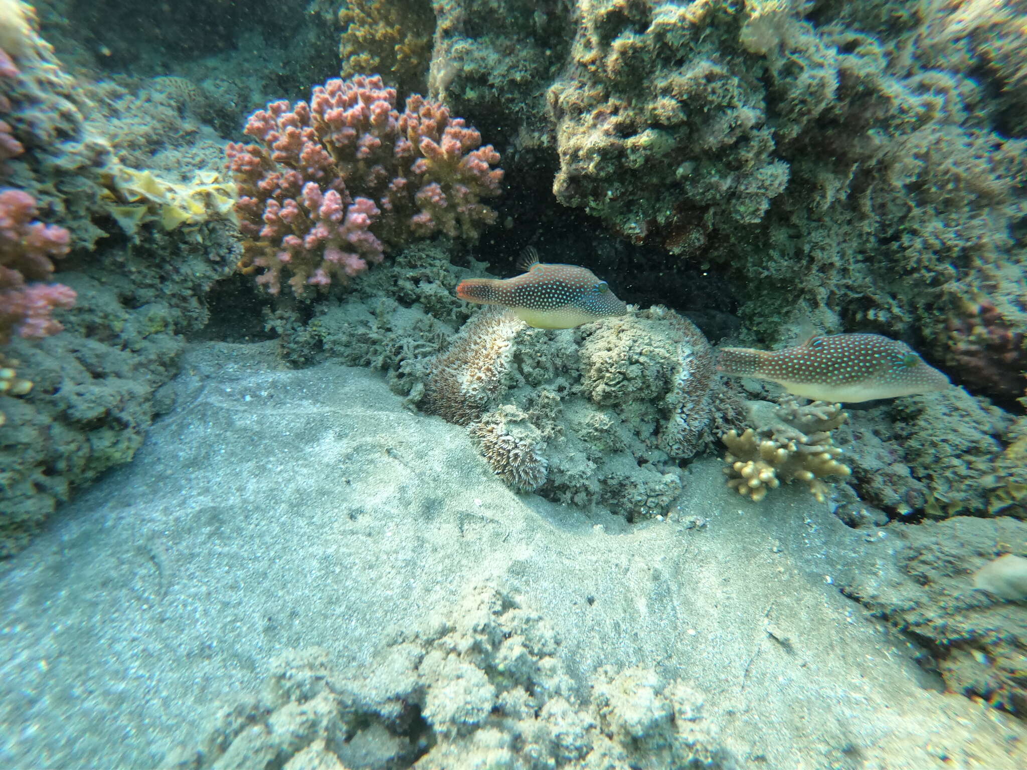 Image of Pufferfish