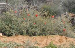 Image of Melaleuca fulgens R. Br.