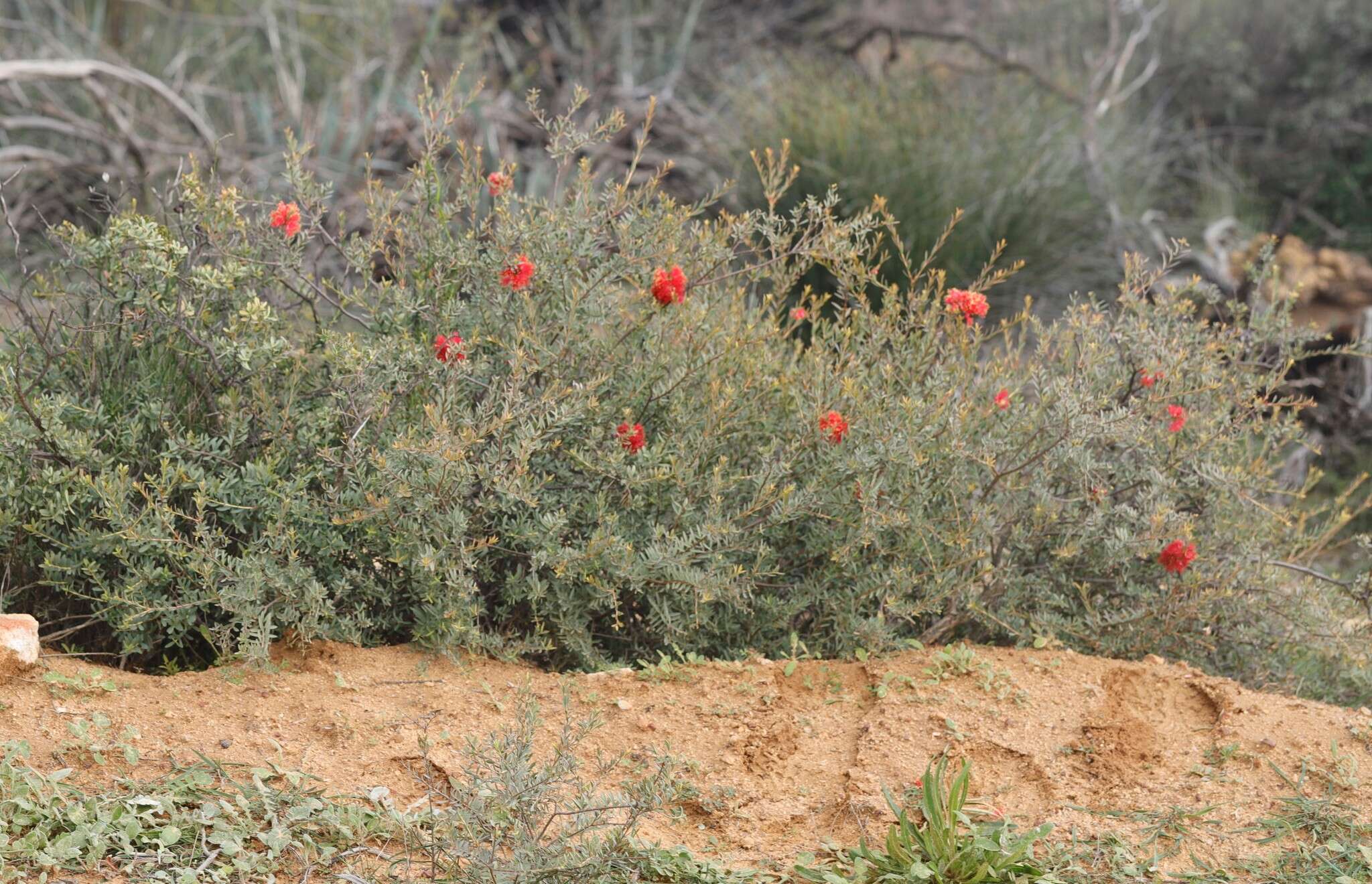 Image of Melaleuca fulgens R. Br.