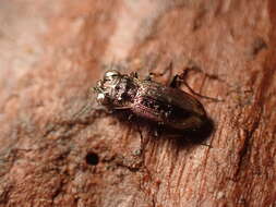 Image of Big-Eyed Bronze Beetle