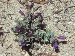 Image of Thompson's beardtongue