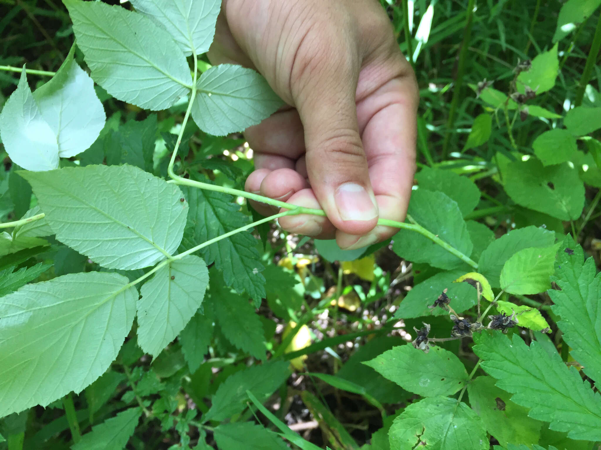 Image of black raspberry