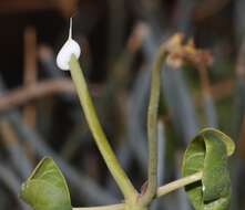 Pergularia daemia subsp. garipensis (E. Mey.) Goyder resmi