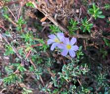 Image of Frankenia pauciflora DC.