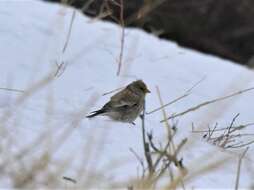 Image of Black-headed Mountain-Finch