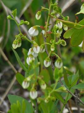 Image of dwarf huckleberry