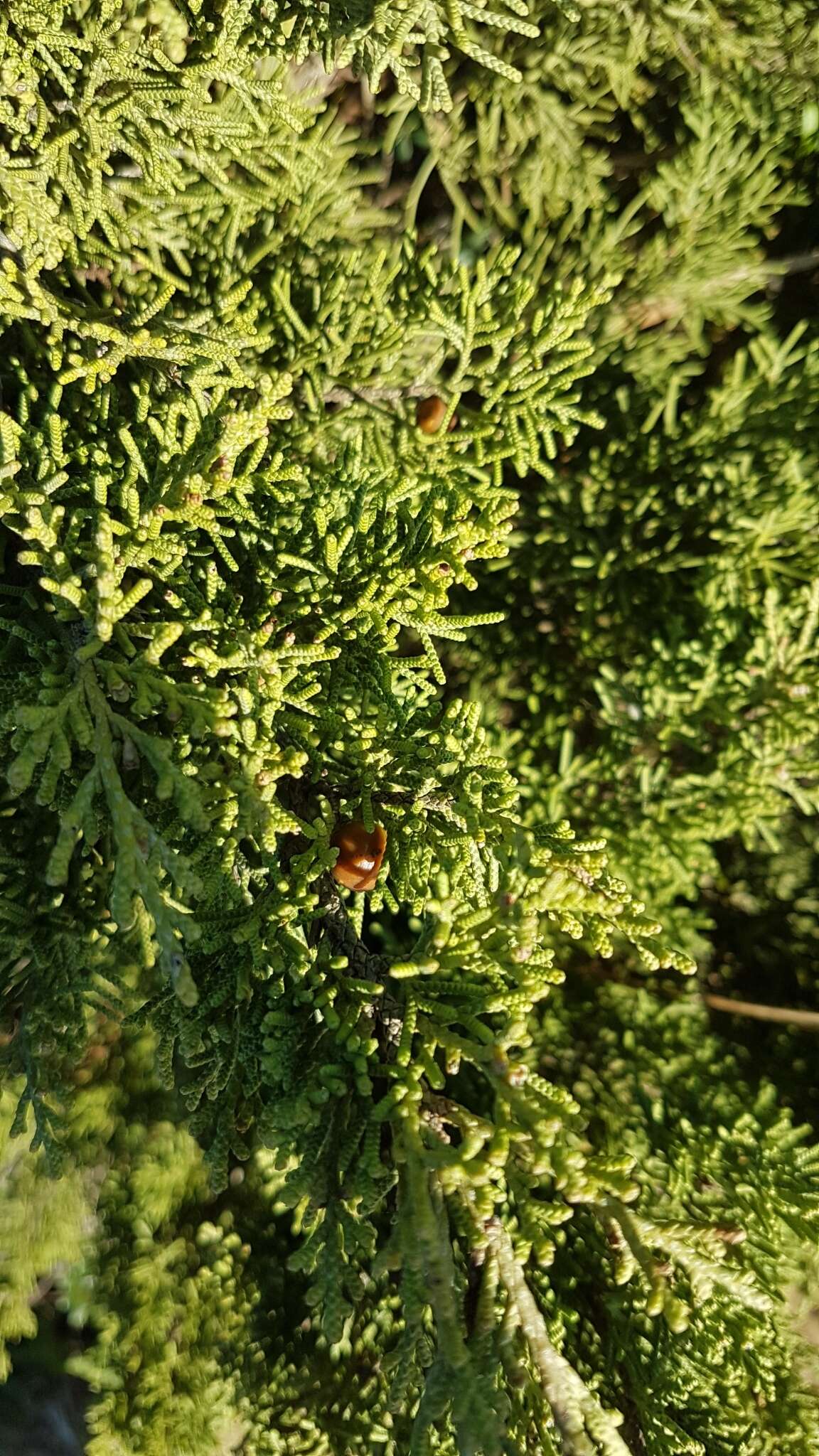 Imagem de Juniperus phoenicea subsp. turbinata (Guss.) Nyman