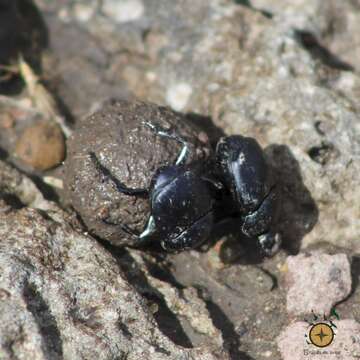 Image of Scarab beetle