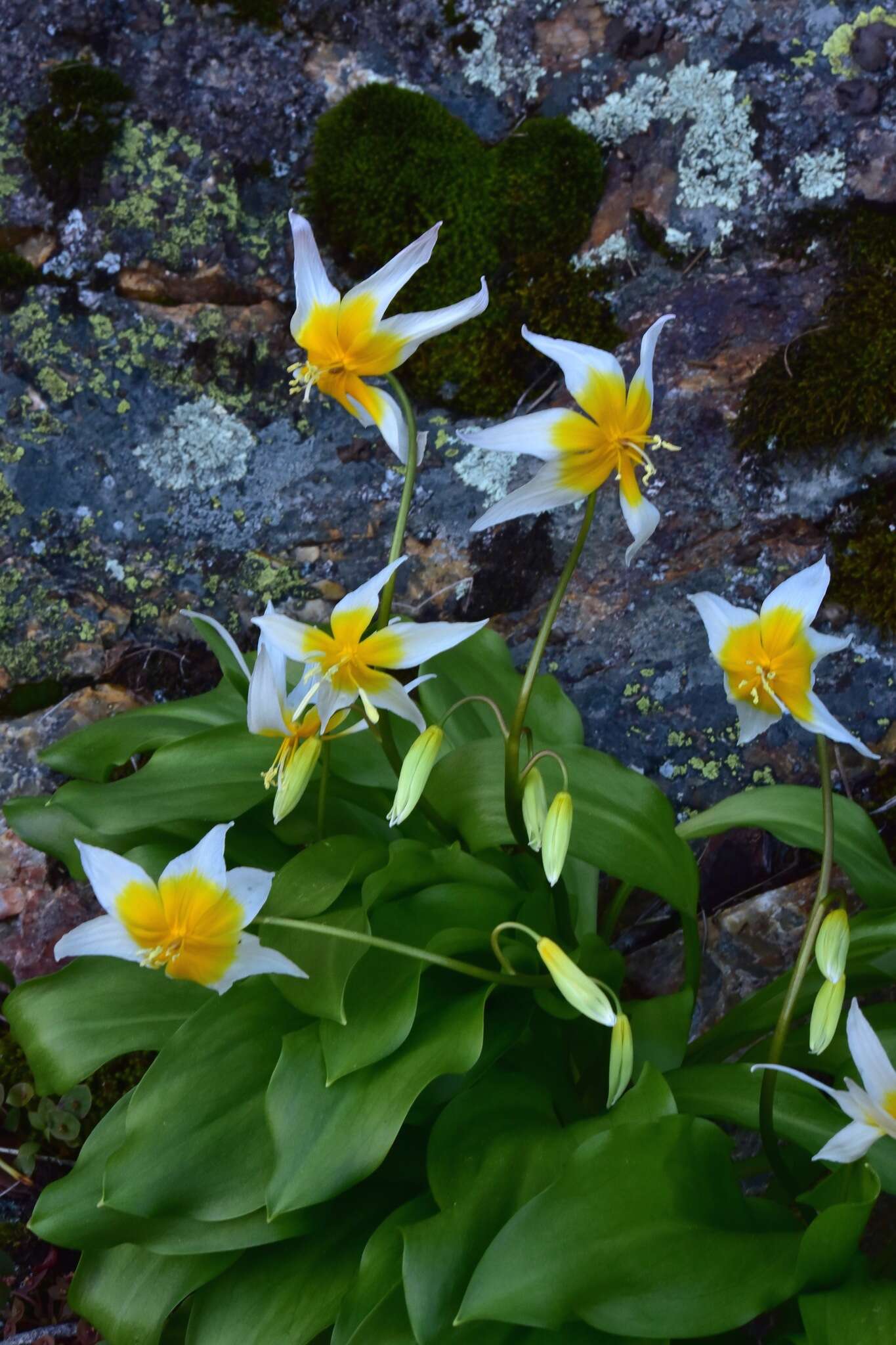 Image of Taylor's fawnlily