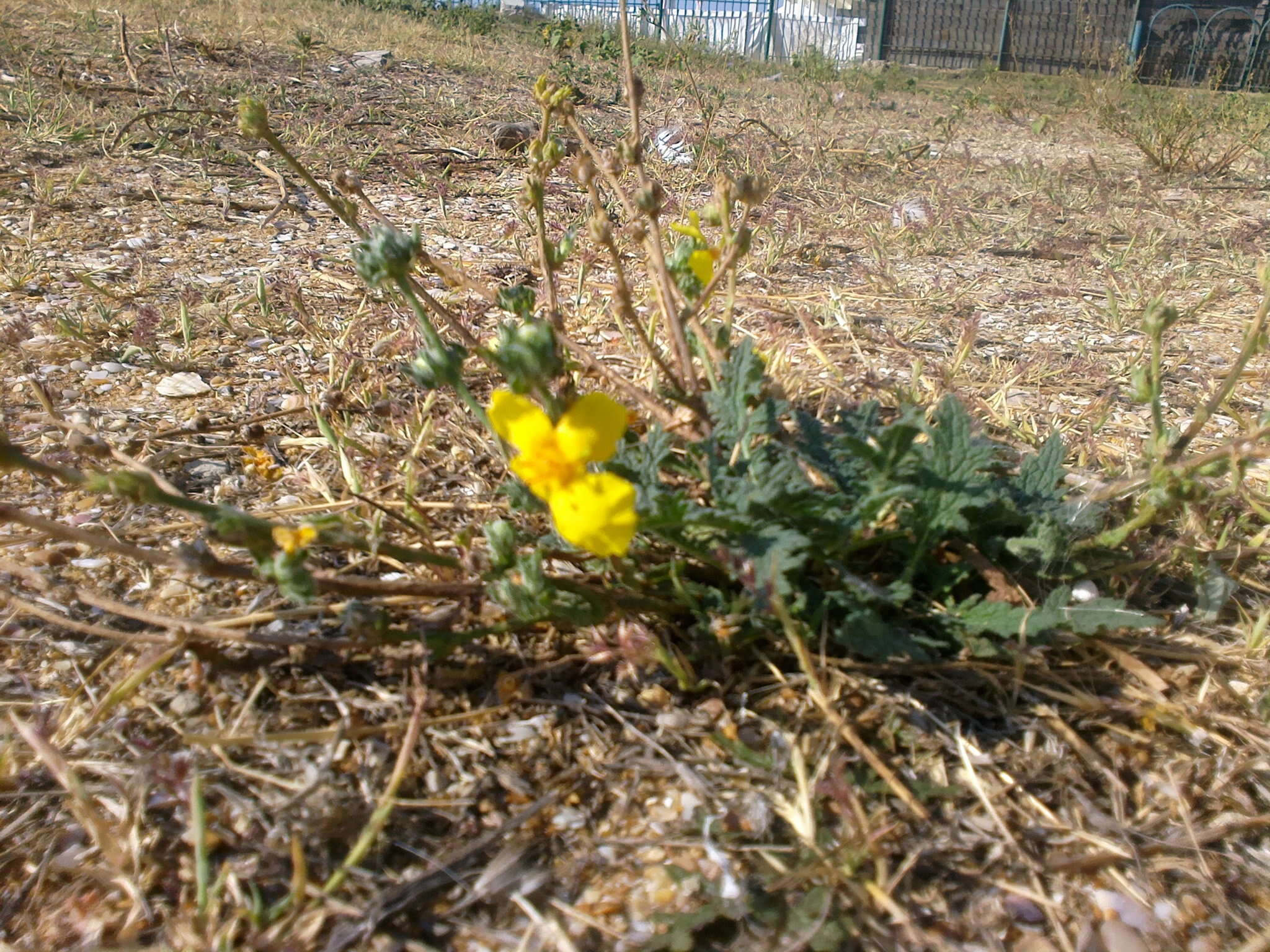 Image of Verbascum pinnatifidum Vahl