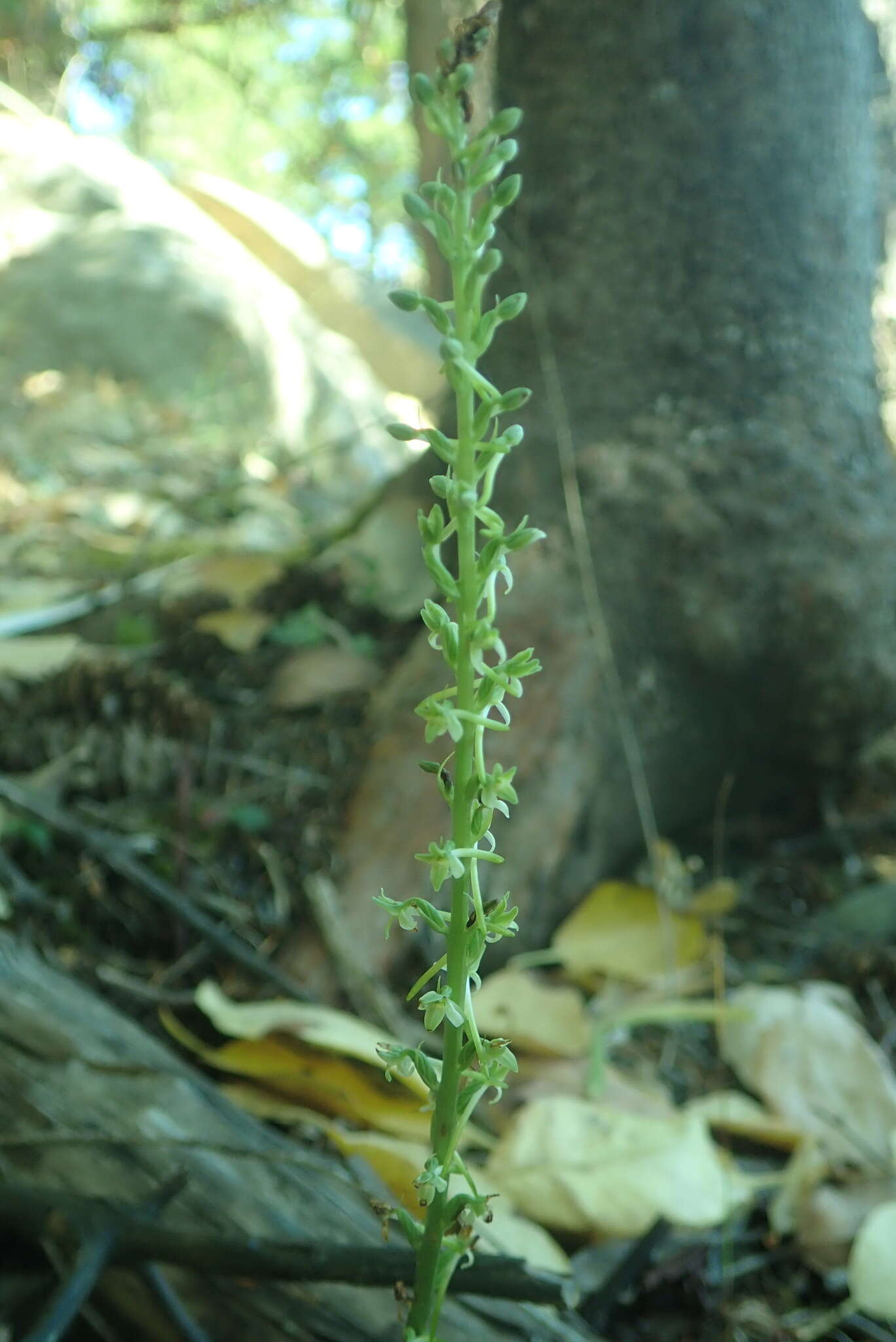 Image of Denseflower rein orchid