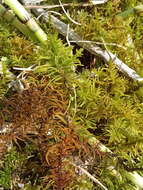 Image of helodium moss