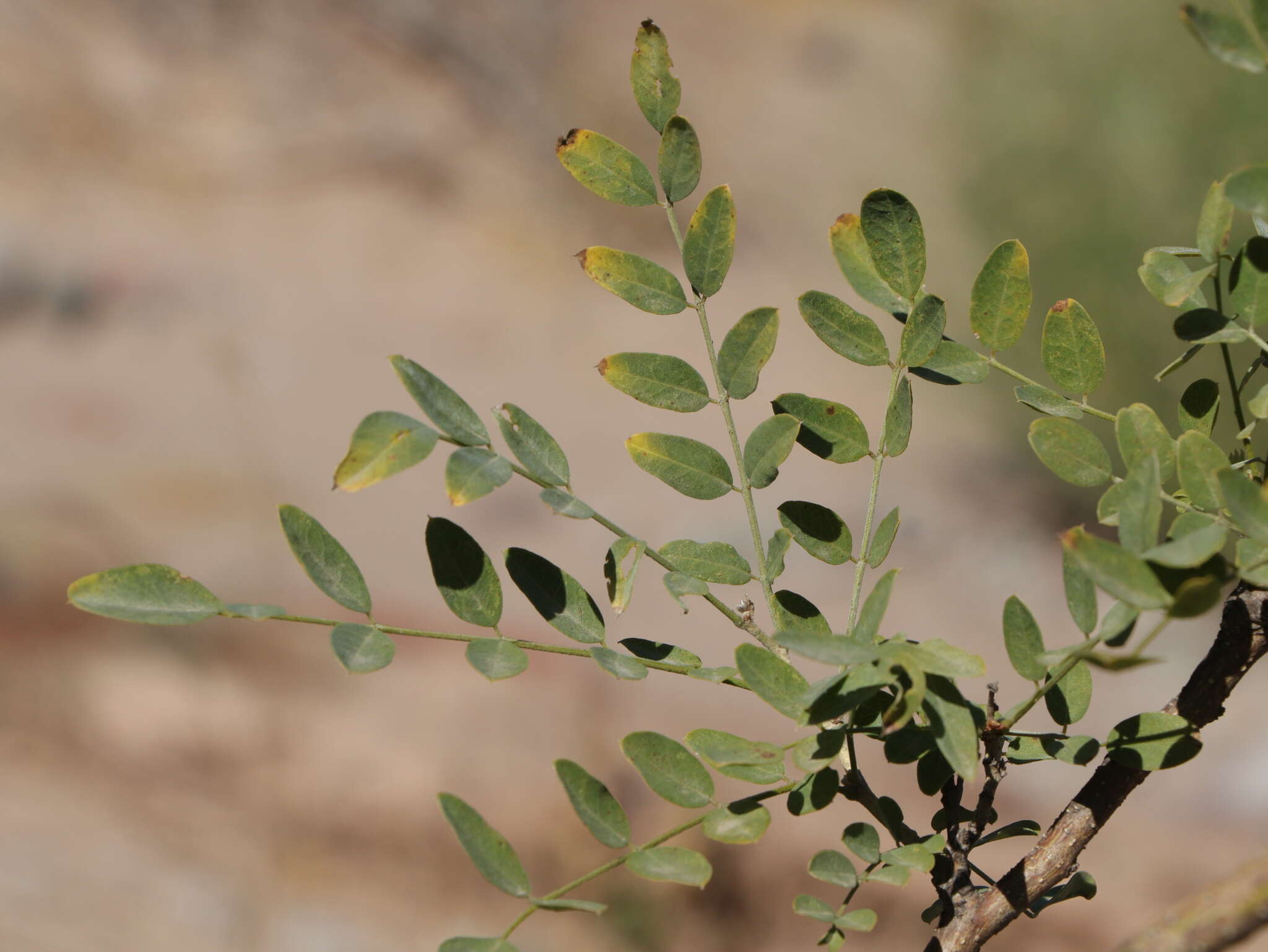 Image of Brongniartia peninsularis Rose