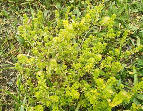 Lepidium apetalum Willd. resmi