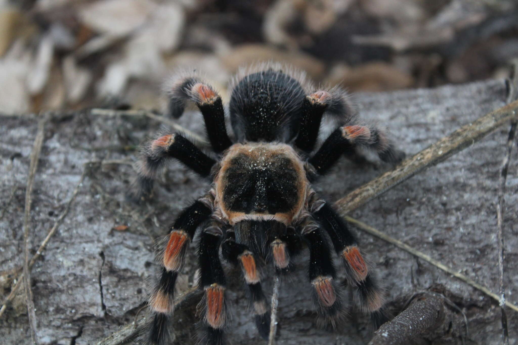 Image of Mexican Red Knee Tarantula