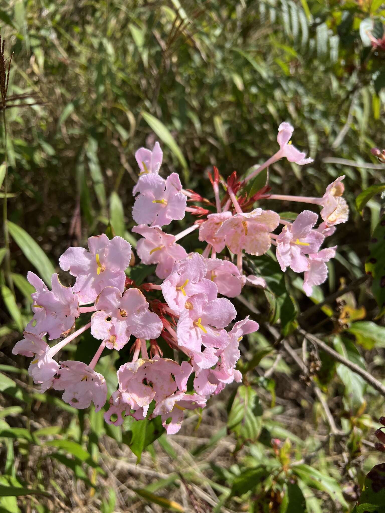 Image of Luculia gratissima (Wall.) Sweet