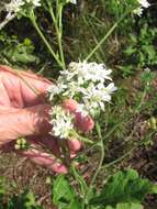 Image of Texas crownbeard