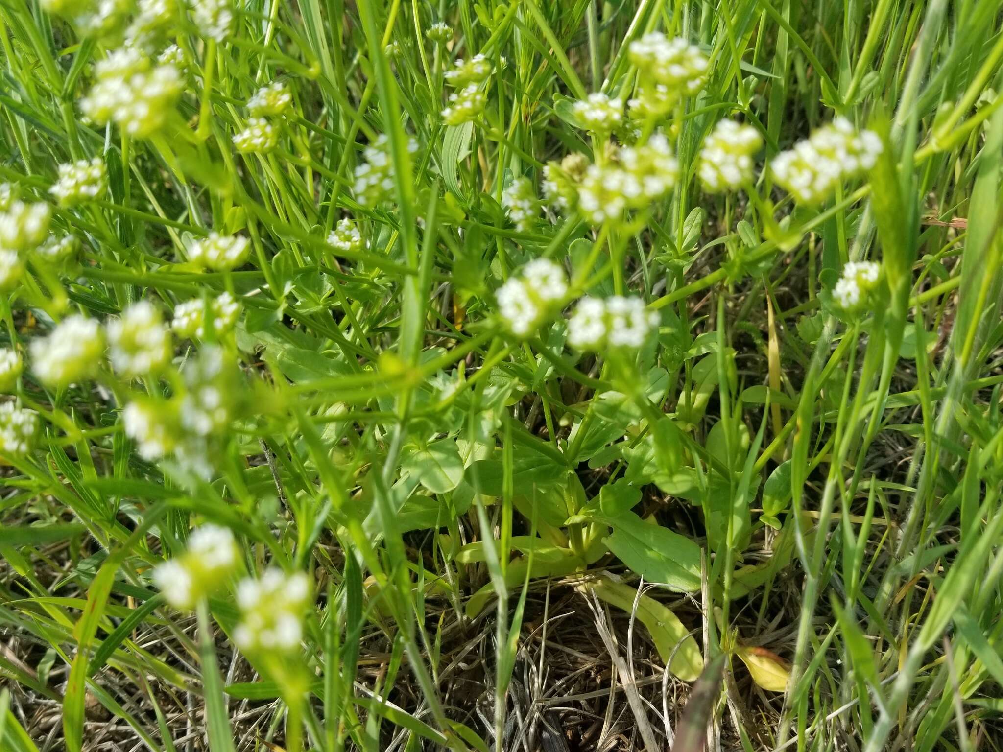 Image of Nuttall's cornsalad