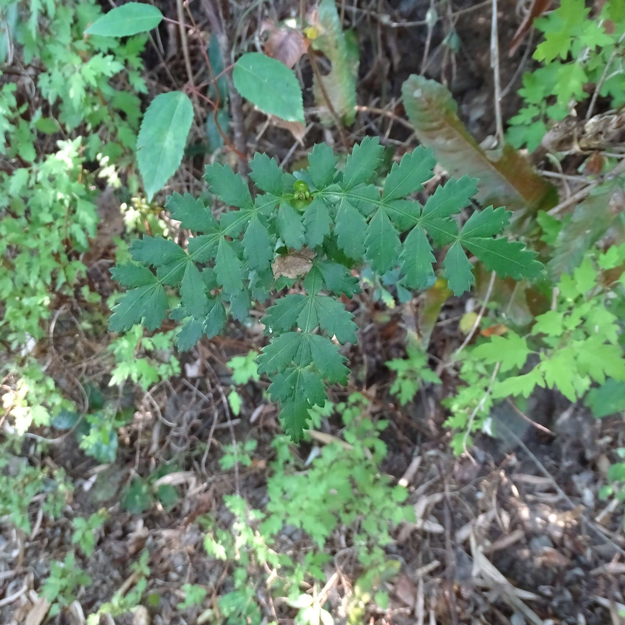 Image of Weinmannia trichosperma Cav.