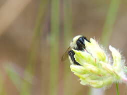 Image of Armenian Bumble Bee