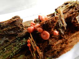 Image of Lycogala epidendrum