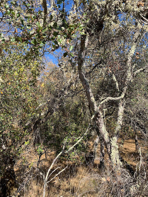 Image of hybrid oak