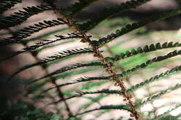 Image de Polystichum parvipinnulum Tag.