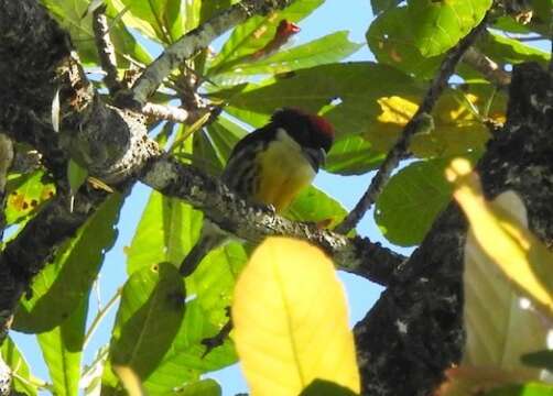 Image of Five-colored Barbet