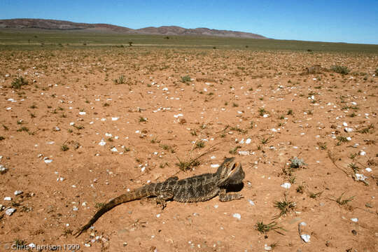 Image of Central bearded dragon