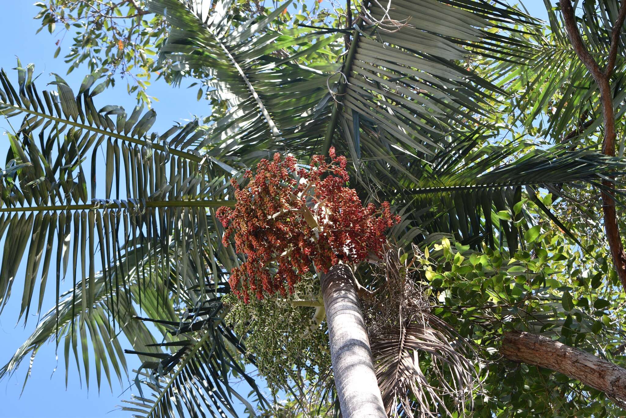 Image de Archontophoenix alexandrae (F. Muell.) H. Wendl. & Drude