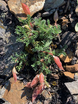 Image of stalkpod locoweed