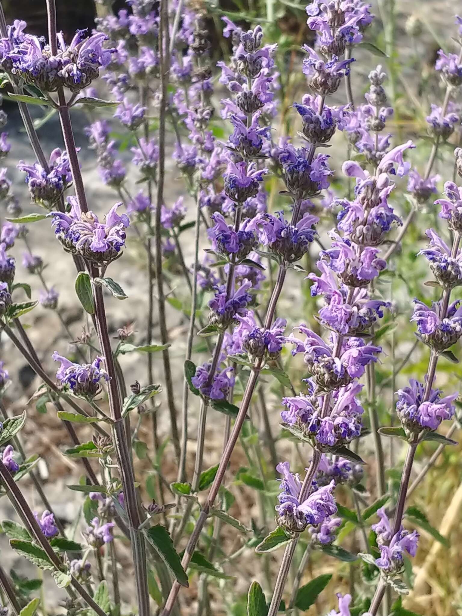 Nepeta curviflora Boiss. resmi