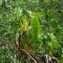 Image of Philodendron billietiae Croat