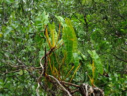 Image of Philodendron billietiae Croat