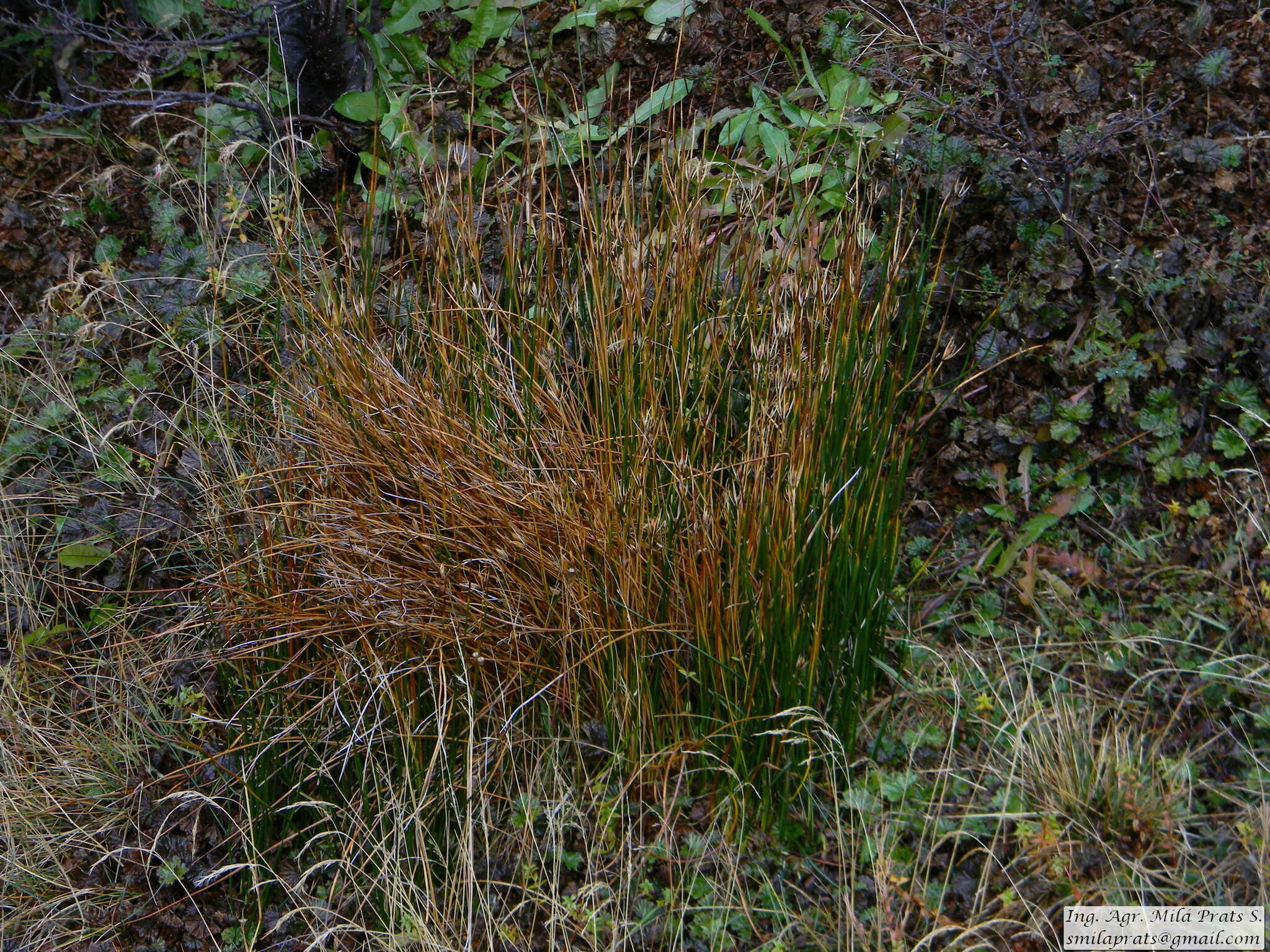 Marsippospermum grandiflorum (L. fil.) Hook. fil. resmi