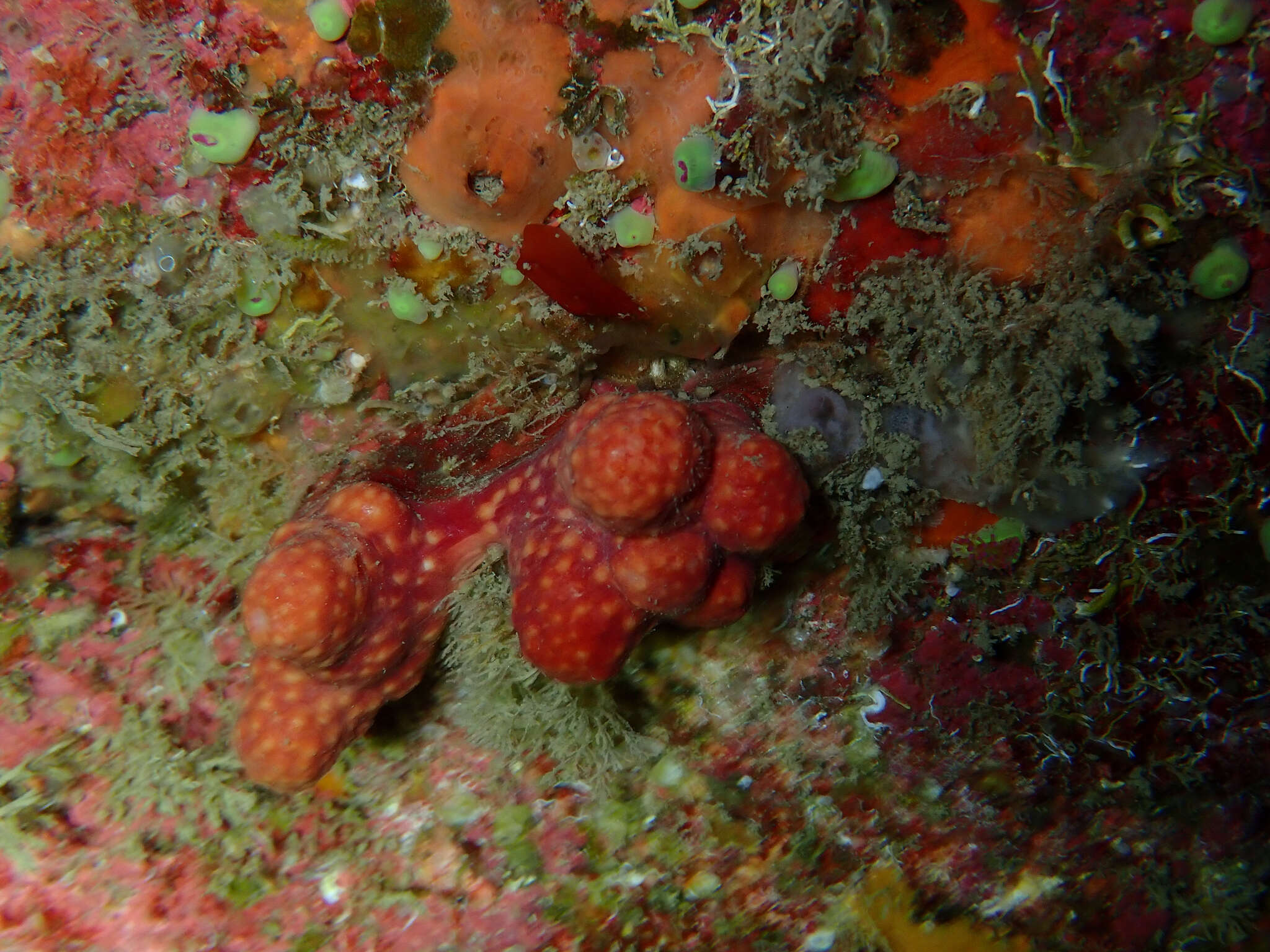 Imagem de Alcyonium glomeratum (Hassall 1843)