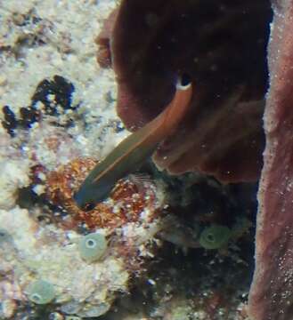 Image of Tail-spot Combtooth-Blenny