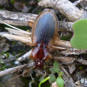 Plancia ëd Tanystoma