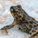 Image of Sicilian Green Toad