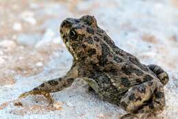 Image of Sicilian Green Toad