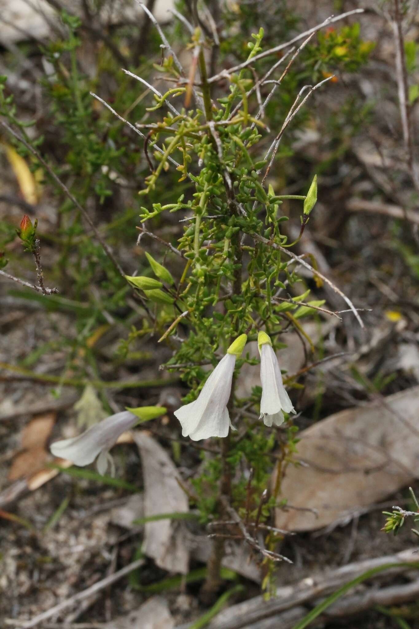 Image of Prostanthera chlorantha (F. Muell.) Benth.