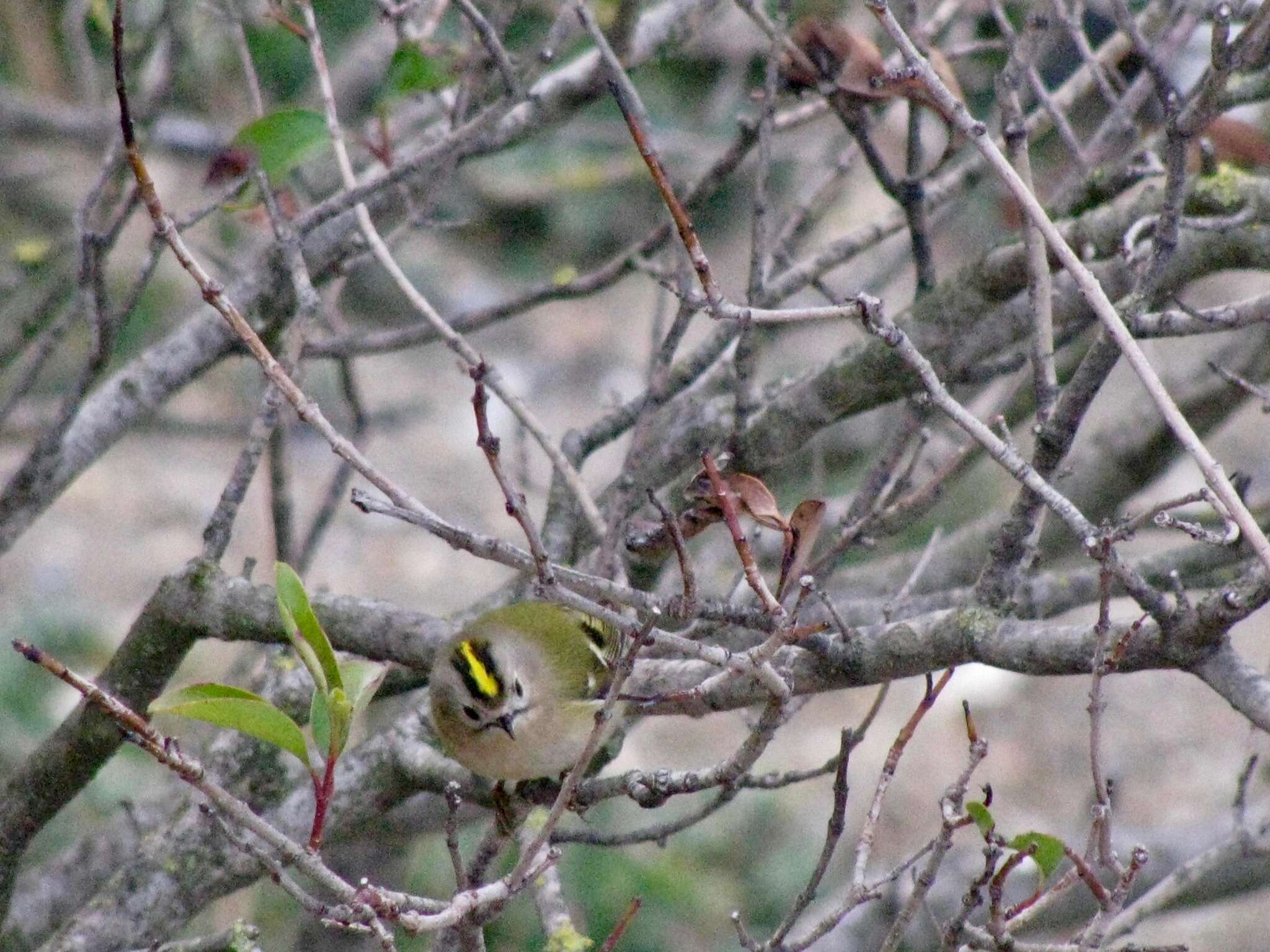 Regulus regulus regulus (Linnaeus 1758) resmi