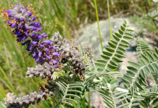 Imagem de Amorpha canescens Pursh