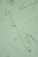 Image of Scopalina goletensis Turner 2021