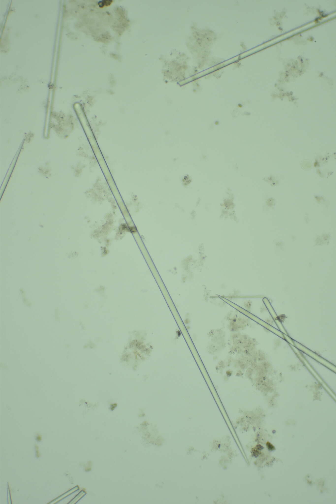 Image of Scopalina goletensis Turner 2021