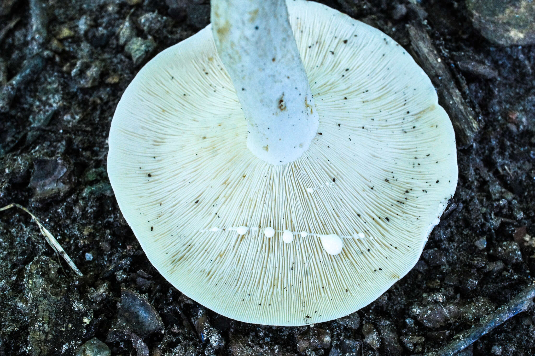 Imagem de Lactarius piperatus (L.) Pers. 1797