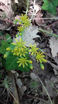 Image of Petrosedum amplexicaule (DC.) M. Velayos