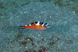 Serranus tabacarius (Cuvier 1829) resmi