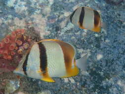 Image of Three-banded Butterflyfish